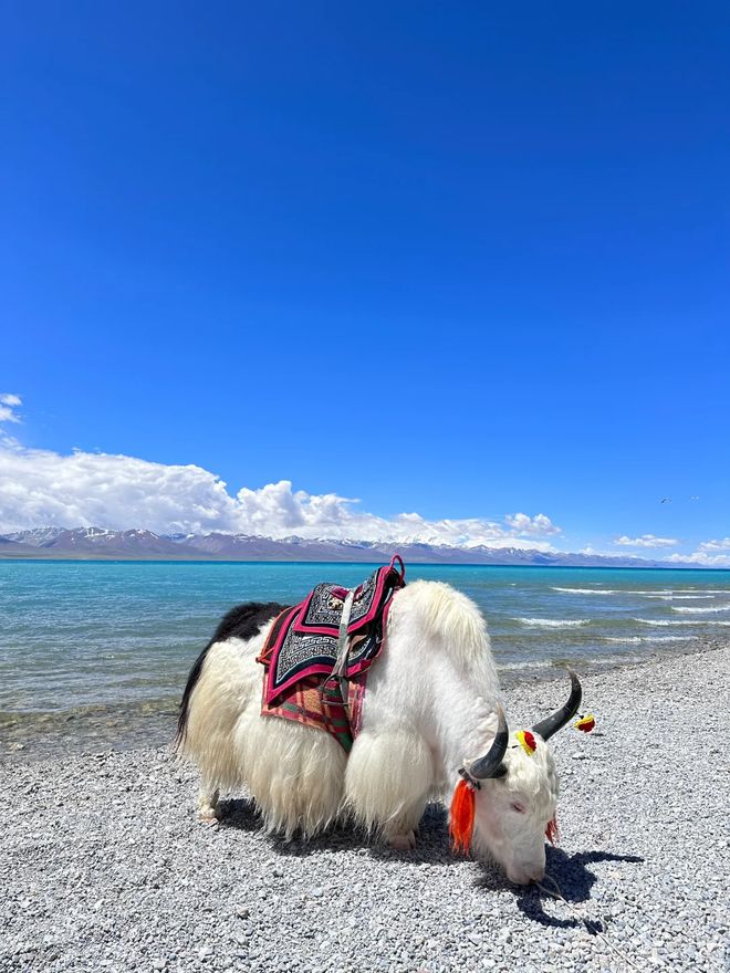 达拉宫+羊湖+纳木错+藏文化体验开元棋牌app西藏半周深度游：布(图2)